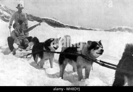 Eskimo Dogs. Foto Stock