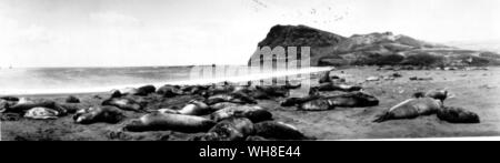 American Bay, possesso Isola, Crozet Isles. Il possesso è un isola rocciosa isola di quasi 2 chilometri di lunghezza, che è la più settentrionale e la più grande delle isole di possesso. Possesso isola fu scoperta da una spedizione britannica (1839-1843) sotto James Clark Ross on gennaio 12, 1841. Dall'Antartide: l'ultimo continente da Ian Cameron pagina 82. Foto Stock