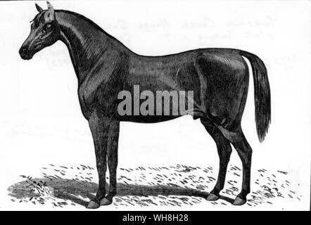 Yorkshire Coach Cavallo 1875. Da enciclopedia del cavallo pagina 335.. . . Foto Stock