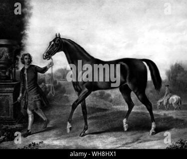 Il Darley Arabian. Questo cavallo era foaled nel 1700. aveva circa 20 anni più giovane di Byerley. Egli è stato comprato da Thomas Darley di Aleppo nel 1704, che lo ha inviato a suo fratello Richard a Aldby, Yorkshire. Egli si è levato in piedi là fino al 1730, ultimamente di proprietà di John Brewster Darley. Uno dei suoi figli era Bulle Rock, il primo purosangue per andare in America. Altri sono stati i due Childers, uno dei primi grandi purosangue ai cavalli da corsa e l'altra il progenitore, da Eclipse, oggi dalla maggior parte delle purosangue (vedere pagg. 78-80). Thoroughbred ai cavalli da corsa sono discesi da stalloni arabi.. La storia del cavallo Foto Stock