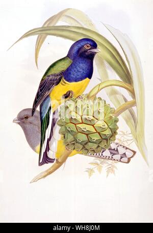 Il black-winged Trogon (Trogon viridis), da John Gould (1804 -1881) da Darwin e la Beagle da Alan Moorhead, pagina 71. Foto Stock