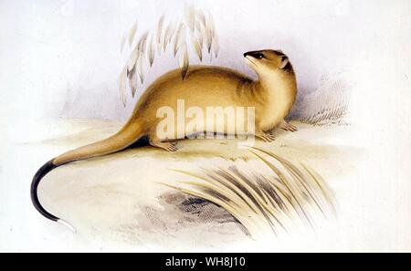 Oppossum argentino (Didelphis crassicaudata). Da Darwin e la Beagle da Alan Moorhead, pagina 149. Foto Stock