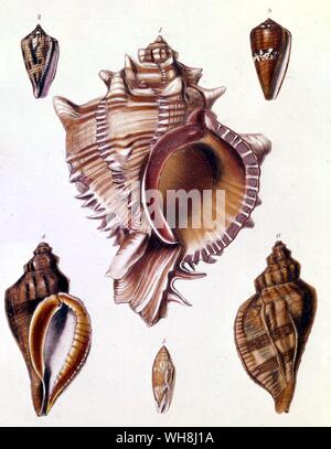 Murex gusci e coni. Da Darwin e la Beagle da Alan Moorhead, pagina 272. Foto Stock