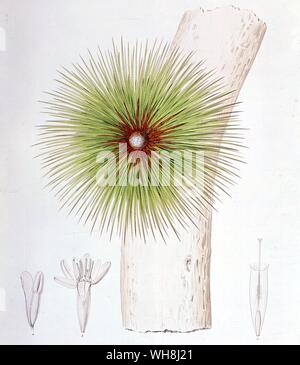 Una bromelia trovati nelle Ande (Bromelia bicolore) da Darwin e la Beagle da Alan Moorhead, pagina 149. Foto Stock
