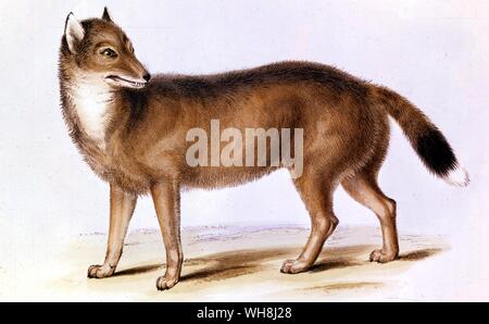 La fox Falkland (Canis antarctius). Da Darwin e la Beagle da Alan Moorhead, pagina 149. Foto Stock