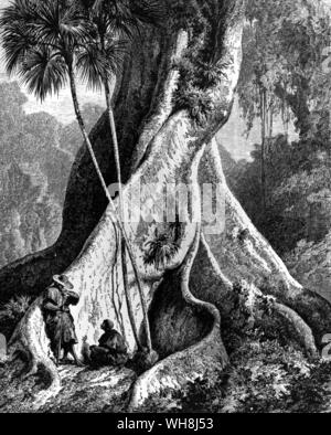 "Gli alberi erano molto alti e notevole, confrontati con quelli dell'Europa, dal biancore delle loro linee". (Preventivo) Darwin e la Beagle da Alan Moorhead, pagina 60. Foto Stock