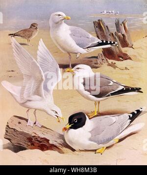 Grande Testa nera Gull. Lesser Black Backed Gull. Aringa Gull e Islanda Gabbiano Foto Stock