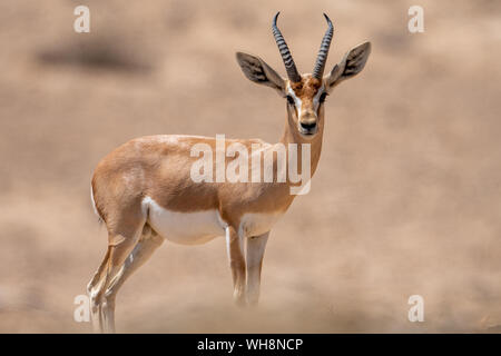 Voce maschile gazzella Dorcas (Gazella dorcas) nel deserto del Negev Israele Foto Stock