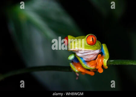 Red-eyed raganella (Agalychnis callidryas), Sarapiqui, Provincia de Heredia, Costa Rica, America Centrale Foto Stock