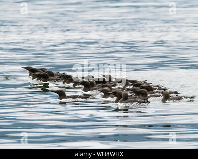 Una zattera di comune murres (Uria aalge) al sito di riproduzione sul sud dell'isola di marmo, parco nazionale di Glacier Bay, Alaska, Stati Uniti d'America Foto Stock