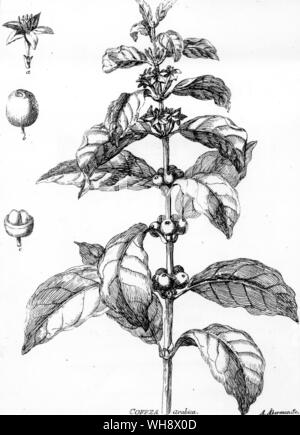 La pianta del caffè, da Potus Coffeae, 1761 Foto Stock