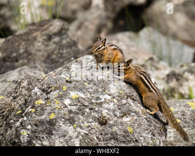 Una coppia di almeno chipmunks (Neotamias minimus), a Phelps Lake, il Parco Nazionale del Grand Teton, Wyoming negli Stati Uniti d'America, America del Nord Foto Stock