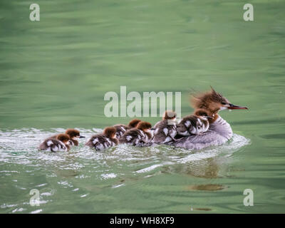 Femmina adulta comune (merganser Mergus merganser), con pulcini, Leigh Lake, il Parco Nazionale del Grand Teton, Wyoming negli Stati Uniti d'America, America del Nord Foto Stock