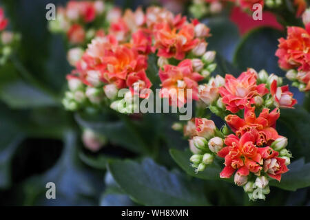 Kalanchoe Blossfeldiana (Calandiva, fioraio Kalanchoe) coral fiori d'arancio. Fiori colorati Kalanchoe close-up. Calandiva Fiore Piante succulente Foto Stock