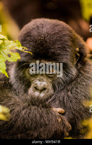 I gorilla di montagna nella foresta impenetrabile di Bwindi National Park, sito Patrimonio Mondiale dell'UNESCO, Uganda, Africa orientale, Africa Foto Stock