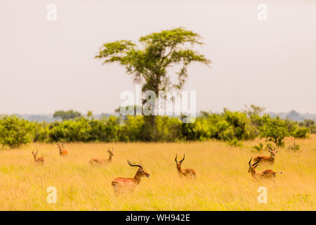 Antelope in Queen Elizabeth National Park, Uganda, Africa orientale, Africa Foto Stock