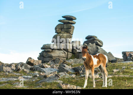 Dartmoor pony puledro nella parte anteriore della cucitrice grande Tor, Devon, Inghilterra, Regno Unito, Europa Foto Stock