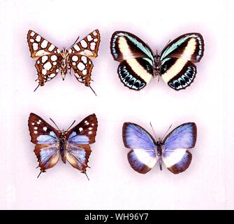 Farfalle e Falene - (da sinistra a destra) Eumaeus atala (la parte inferiore del maschio), Theorema eumenia (femmina), Eumaeus atala (maschio), Theorema eumenia (maschio) Foto Stock