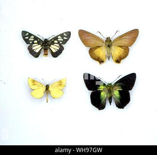 Farfalle e Falene - (dall'alto e da sinistra a destra) Abantis paradisaea, Coeliades forestan, Argopteron aureipennis, allora doleschalli Foto Stock