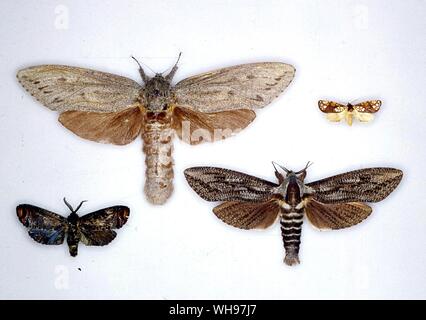 Farfalle e Falene - da sinistra a destra dal lato superiore - Xyleutes affinis, Dudgeonea actinias, Allostylus caerulescens, eucalypti Xyleutes Foto Stock