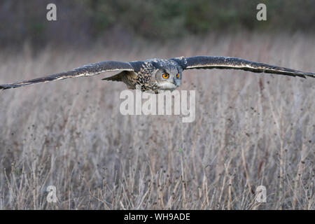 Gufo reale (Bubo bubo) volare in un campo in Gloucestershire Foto Stock