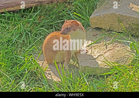 Ermellino Mustela erminea UK captive Foto Stock