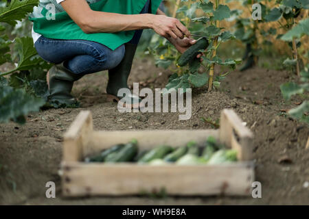 Donna con scatola di legno in giardino Foto Stock