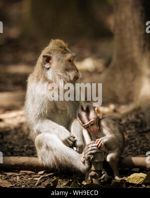 Monkey e baby lunga coda di macachi giocando con rubinetto, Santuario della Foresta delle Scimmie, Ubud, Bali, Indonesia, Asia sud-orientale, Asia Foto Stock