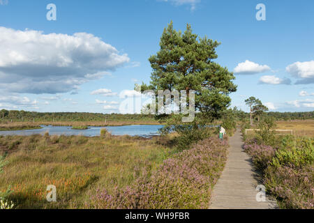 Vista del Comune Thursley Riserva Naturale Nazionale nel Surrey, Inghilterra, Regno Unito Foto Stock