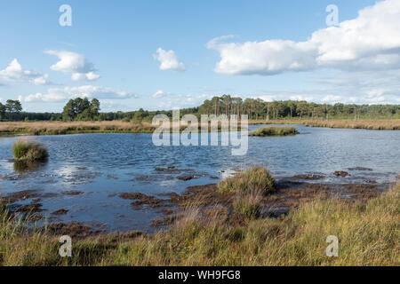 Vista del Comune Thursley Riserva Naturale Nazionale nel Surrey, Inghilterra, Regno Unito Foto Stock