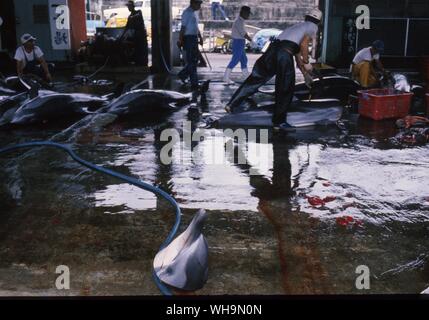 Industria dei delfini in Giappone Foto Stock