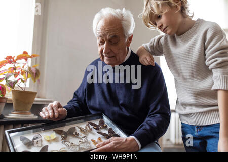 Nonno che mostra collezione di farfalle al nipote a casa Foto Stock