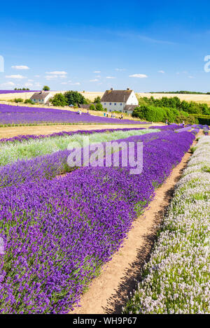 Righe di lavanda in un campo di lavanda a Cotswold Lavanda, Snowshill, Broadway, il Costwolds, Gloucestershire, England, Regno Unito, Europa Foto Stock