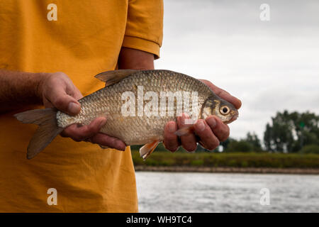 La pesca e la cattura e quindi tenendo in mano un argento breme tenendo fuori la pioggia fiume IJssel provincia Overijssel nei Paesi Bassi Foto Stock