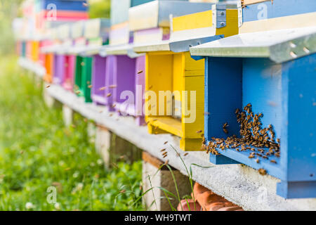 Colorato alveari e api da miele Foto Stock