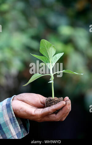 Close-up di agricoltore e la mano che tiene la piantina, Ba Ria, Vietnam, Indocina, Asia sud-orientale, Asia Foto Stock