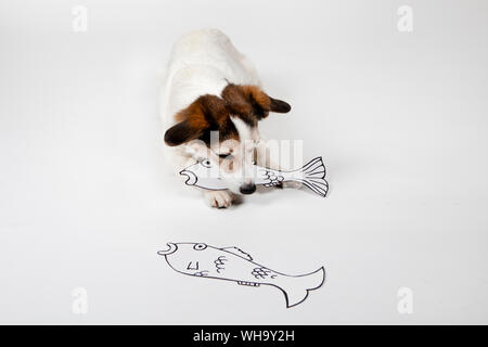 Mongrel con pesci disegnati su sfondo bianco Foto Stock