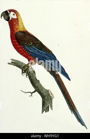 Rosso cubano macaw. Incisione colorata da Jacques Barraband da F. Levaillant's Histoire Naturelle des Perroquets, Vol. 1 (Parigi, 1801-5), Pl.5. - Lunghezza di uccello 50cm (20a) Foto Stock