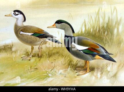 Il coreano Crested Shelducks da N. Kobayashi da J.C. Phillips Naural della storia delle anatre, Vol. 1 (Boston, 1922), Pl.101 - Lunghezza di uccello 63-71cm (25-28a) Foto Stock