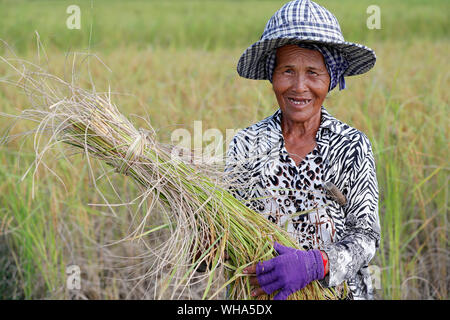 Donna anziana lavorando nel campo di riso la mietitura del riso, Kep Cambogia, Indocina, Asia sud-orientale, Asia Foto Stock