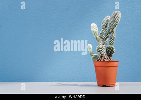 Il cactus di piantare in un arancione vaso in plastica sul tavolo con blu sullo sfondo della parete nel coffee shop con copia spazio. La casa e il giardino concetto di decorazione Foto Stock