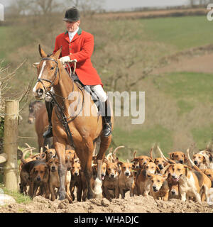 Huntsman con confezione di foxhounds Foto Stock