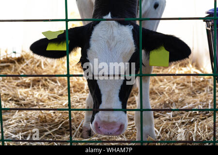 I giovani vitelli (giovenca) in bianco di vitello diario casa fattoria. Animale il concetto di protezione Foto Stock