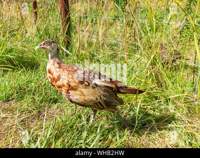 Fagiano poult/pulcino in penna in North Yorkshire, Regno Unito Foto Stock