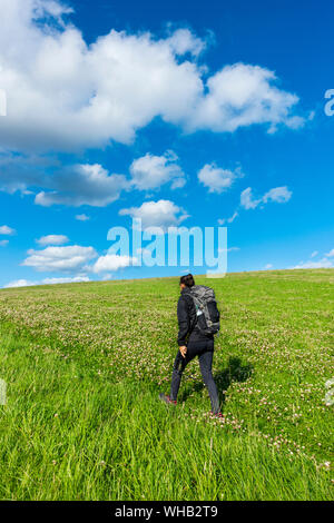 Escursionista femmina sul sentiero attraverso il campo di trifoglio vicino Kildale, North York Moors National Park, North Yorkshire, Inghilterra. Regno Unito. Foto Stock