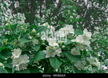 Bianco Fiori di gelsomino. Fioritura gelsomino bush nel giardino della città. Foto Stock