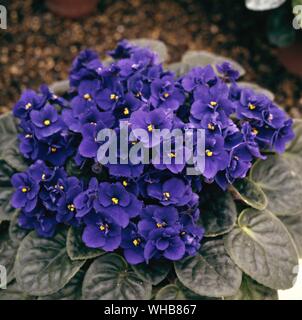 Rhapsody Saintpulia deep blue - comunemente noto come African Violet, è un genere di specie di piante erbacee perenni Piante fiorite in famiglia Gesneriaceae, nativo di Tanzania, e chiamato dopo il Barone Walter von San Paolo (1860-1910) che ha scoperto la pianta in Tanganika (Tanzania) in Africa.. Foto Stock