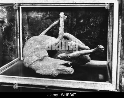 Un cadavere di cani da Pompei , catturato in eruzione del Vesuvio , vicino a Napoli , Italia 79 AD Foto Stock