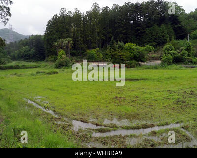 Visita Minamisoma, nel quartiere Haramachiku, una città duramente colpita dalla radiazione perdita dalla Fukushima Daiichi e daini centrali nucleari dopo il terremoto e lo tsunami. Abbandonato il campo di riso. Foto Stock