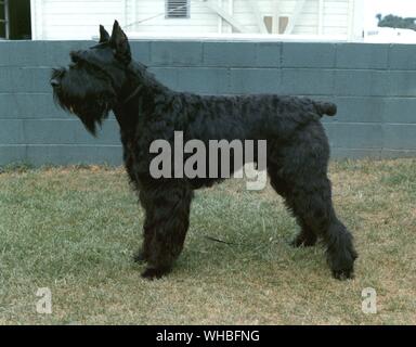 Schnauzer gigante Foto Stock